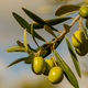 Green olives hanging from a branch